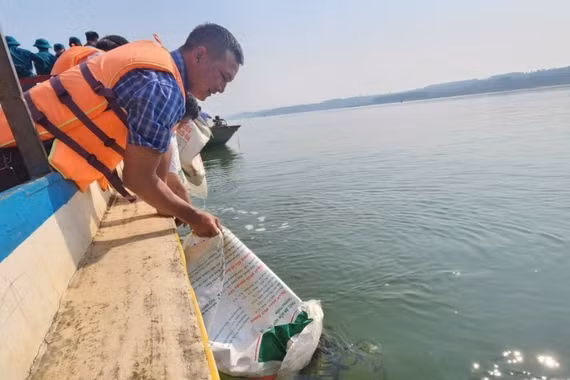 Thả hơn 70.000 con cá giống xuống lòng hồ thủy điện Ia Ly