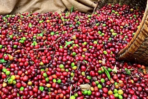 Giá cà phê thế giới tăng mạnh trên các sàn giao dịch