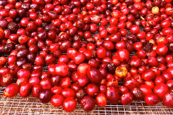 Cà phê lùi về mốc 85.000 đồng/kg, hồ tiêu tăng giá nhẹ