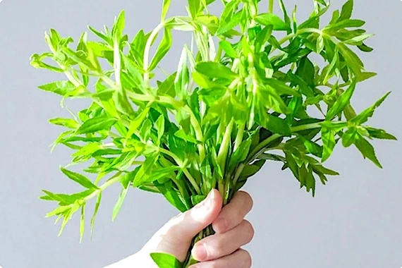 Rau ngổ và những công dụng đáng giá với sức khỏe