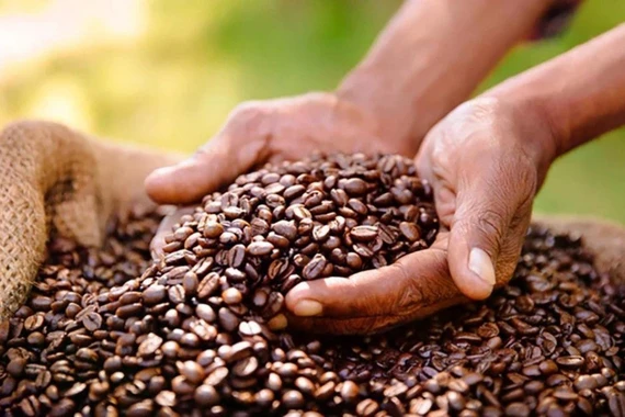 Giá cà phê tại Gia Lai và Đắk Lắk cao nhất cả nước trong ngày 6-1