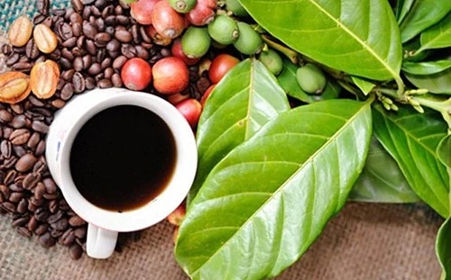 Giá cà phê trong nước ổn định phiên đầu tuần.