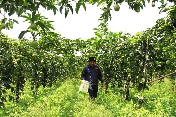 Giấc mơ triệu đô và bài toán bền vững ở thủ phủ chanh dây Gia Lai.