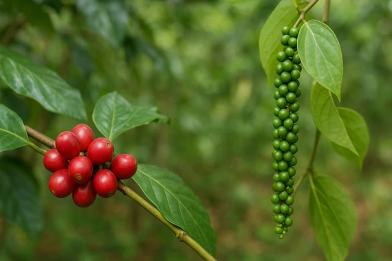 Ngày 22-11, giá cà phê và hồ tiêu tăng mạnh 1.000-1.500 đồng/kg.