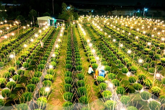 Lung linh làng hoa cúc Kiên Long sau bão lũ