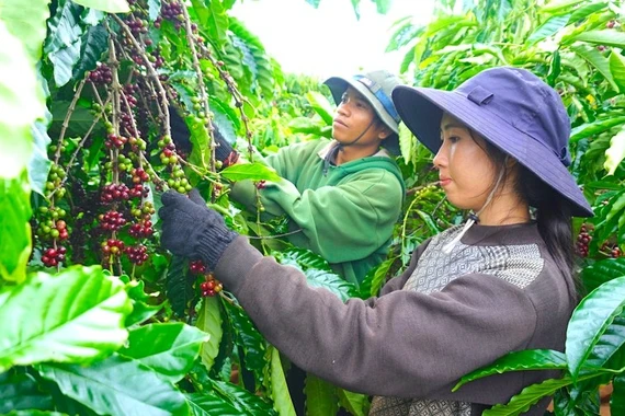 Ngày 12-12, giá cà phê giữ vững đà tăng