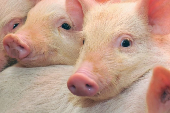 Heo hơi tăng giá đến 2.000 đồng/kg ở cả 3 miền trong ngày 20-11.