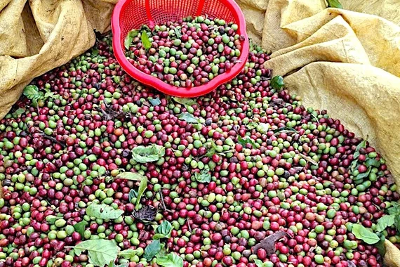 Ngày 9-12, giá cà phê trong nước tăng nhẹ 200 đồng/kg sau phiên đi ngang hôm qua.