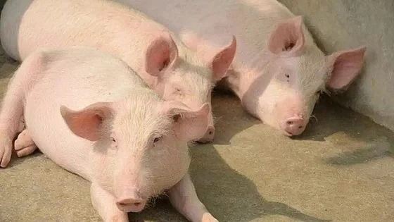 Giá heo hơi tiếp tục bứt phá, tiến sát mốc 70.000 đồng/kg trong ngày 20-12.