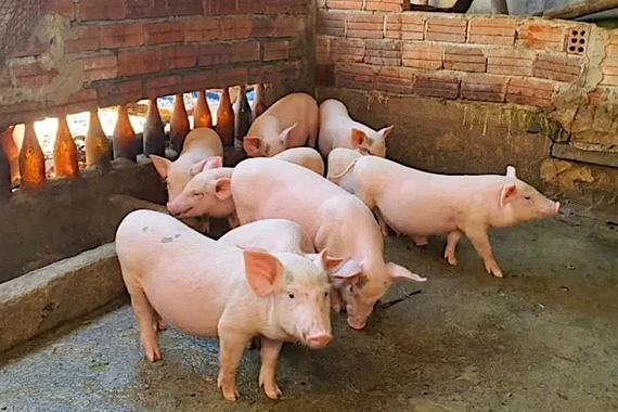 Giá heo hơi tiếp tục lập đỉnh mới với 61.000 đồng/kg.