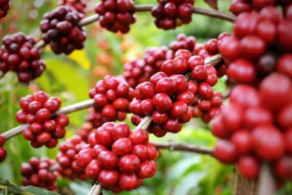 Ngày 25-1, giá cà phê tăng thêm 1.600-1.800 đồng/kg