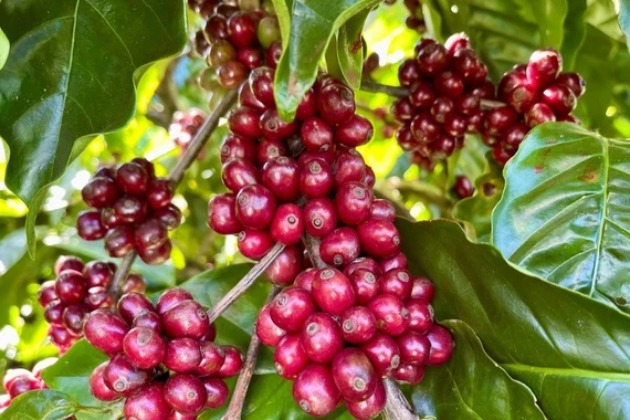 Giá cà phê giảm sâu 1.000-1.300 đồng/kg trong ngày 4-2