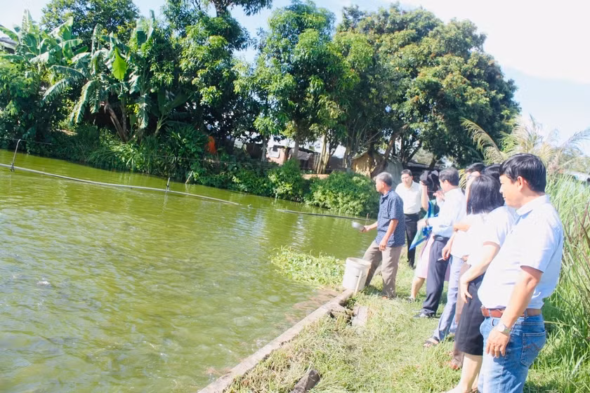 Đoàn tới tham quan mô hình nuôi cá rô phi Na Uy tại xã Ayun Hạ. Ảnh: Vũ Chi