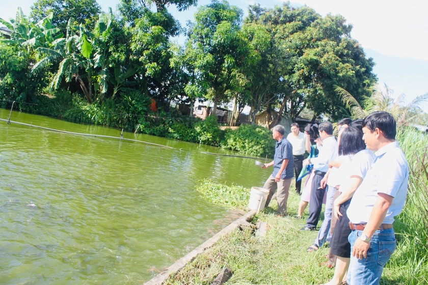 Đoàn tới tham quan mô hình nuôi cá rô phi Na Uy tại xã Ayun Hạ. Ảnh: Vũ Chi