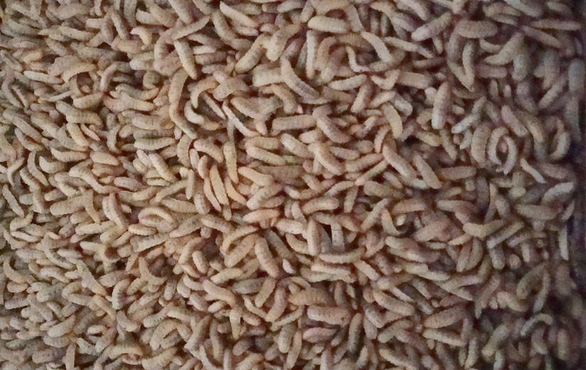 Sâu canxi nuôi tại nhà ông Lê Hùng Anh, ở Làng Klung, xã Nghĩa Hưng, huyện Chư Păh. Ảnh: Hoàng Cư.