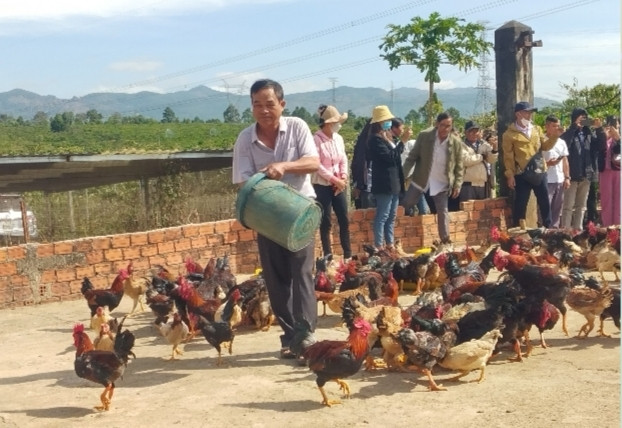 Các hội viên tham quan mô hình xem ông Lê Hùng Anh cho đàn gà ăn sâu canxi. Ảnh: Hoàng Cư