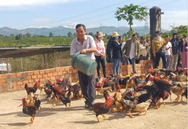 Các hội viên tham quan mô hình xem ông Lê Hùng Anh cho đàn gà ăn sâu canxi. Ảnh: Hoàng Cư Các hội viên tham quan mô hình xem ông Lê Hùng Anh cho đàn gà ăn sâu canxi. Ảnh: Hoàng Cư