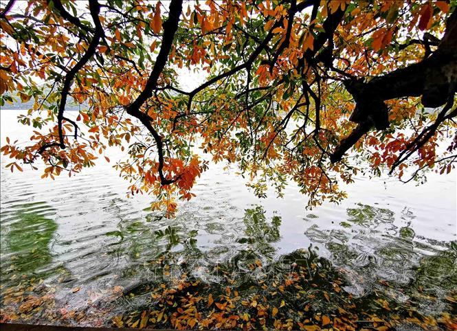 Vẻ đẹp mùa thay lá trên hồ Gươm. Ảnh: Thành Đạt/TTXVN Vẻ đẹp mùa thay lá trên hồ Gươm. Ảnh: Thành Đạt/TTXVN
