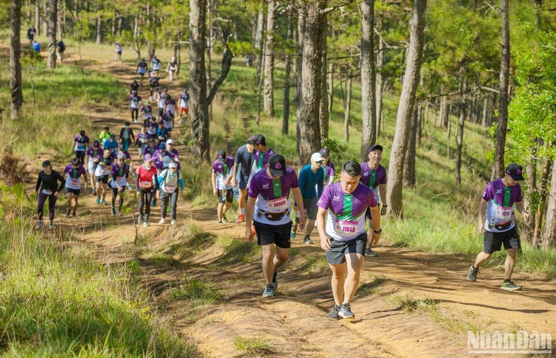 Các vận động viên tham gia giải Dalat Ultra Trail lần thứ 4. Ảnh: Báo Nhân dân Online Các vận động viên tham gia giải Dalat Ultra Trail lần thứ 4. Ảnh: Báo Nhân dân Online