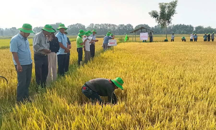 Bà con nông dân tham quan mô hình giống lúa TBR97 tại cánh đồng Phú Cần. Ảnh: Hữu Minh