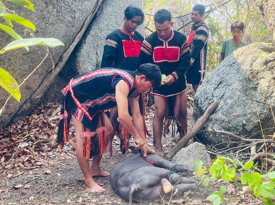 Con heo đen làm lễ vật cúng được làm thịt ngay trên đỉnh núi thần Chư Tao Yang. Ảnh: Vũ Chi Con heo đen làm lễ vật cúng được làm thịt ngay trên đỉnh núi thần Chư Tao Yang. Ảnh: Vũ Chi