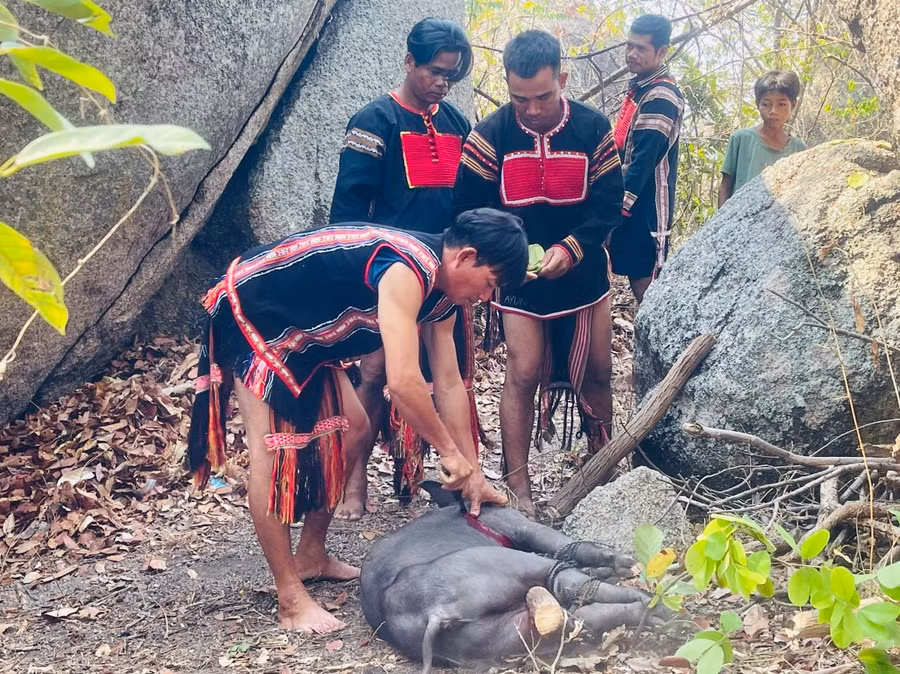 Con heo đen làm lễ vật cúng được làm thịt ngay trên đỉnh núi thần Chư Tao Yang. Ảnh: Vũ Chi