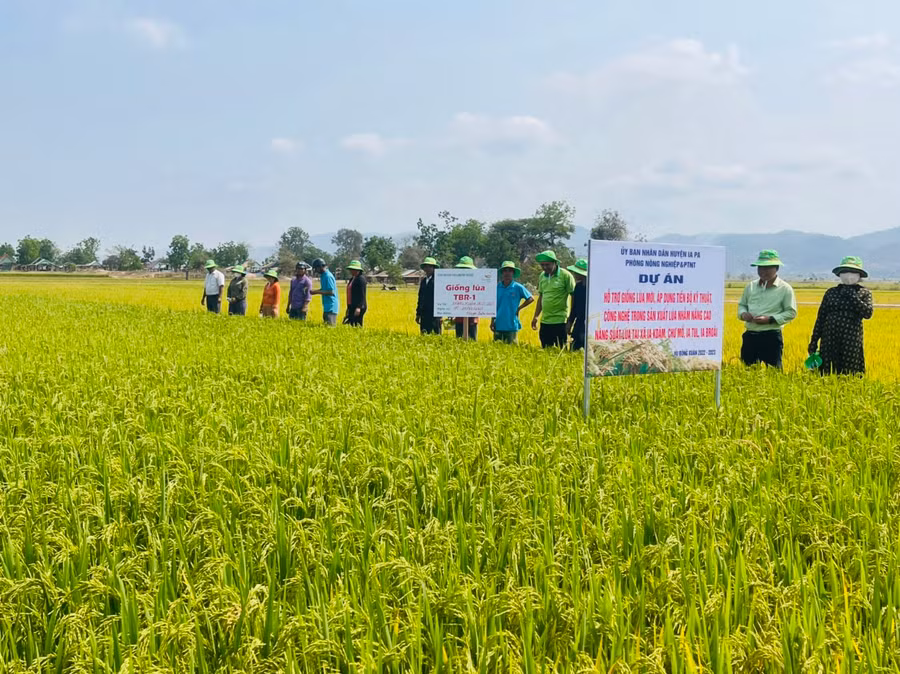 Các hộ dân cùng tham gia hội thảo đầu bờ tại cánh đồng xã Chư Mố. Ảnh: Vũ Chi
