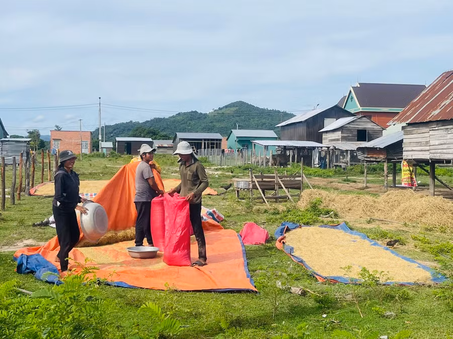 Người dân khu tái định cư buôn Du (xã Chư Rcăm, huyện Krông Pa) tích cực tăng gia sản xuất, cải thiện cuộc sống. Ảnh: Vũ Chi