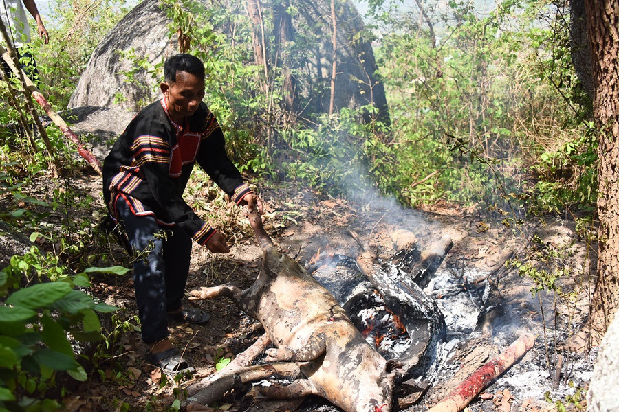 Heo được làm thịt ngay trên đỉnh núi Chư Tao Yang để làm lễ vật cúng cầu mưa. Ảnh: Đức Thụy Heo được làm thịt ngay trên đỉnh núi Chư Tao Yang để làm lễ vật cúng cầu mưa. Ảnh: Đức Thụy