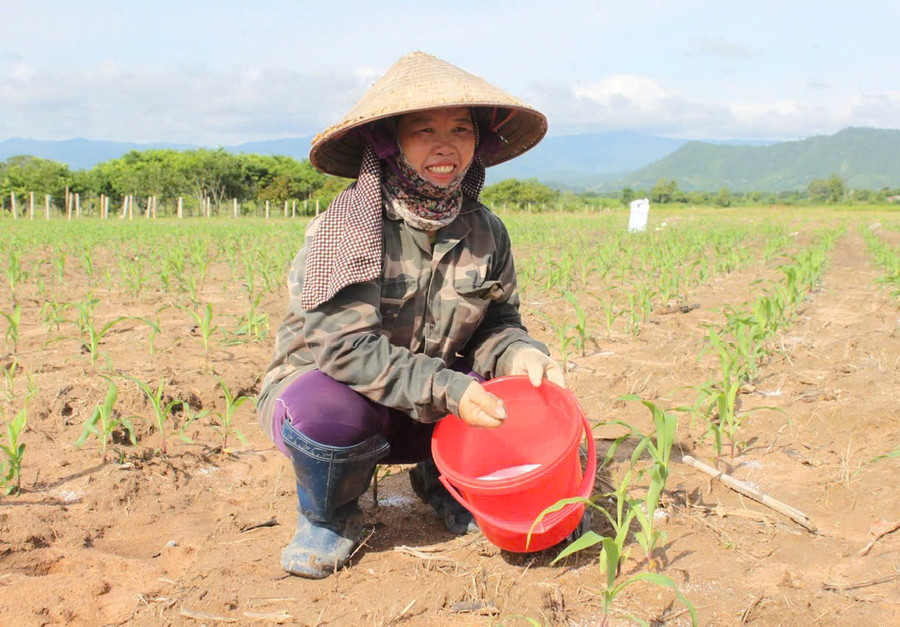 Không chỉ là Bí thư Chi bộ kiêm Trưởng thôn tận tâm, trách nhiệm, bà Nguyễn Thị Miền còn là một trong những hộ sản xuất, kinh doanh giỏi tại địa phương. Ảnh: Vũ Chi