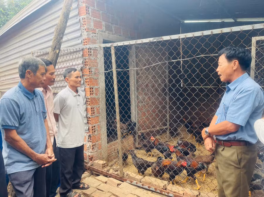 Hội Nông dân thị xã Ayun Pa tổ chức cho hội viên tham quan mô hình chăn nuôi gà trên đệm lót sinh học. Ảnh: Vũ Chi
