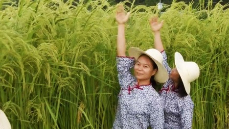 Lúa lai Trung Quốc có thể cao trên 2m. Ảnh: SCMP