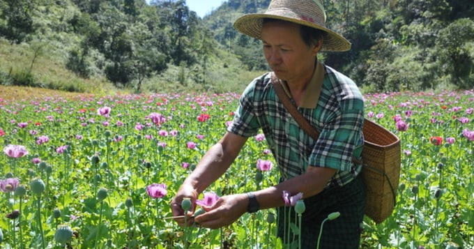 Thu hoạch thuốc phiện ở miền nam bang Shan, Myanmar. Ảnh: TNI Thu hoạch thuốc phiện ở miền nam bang Shan, Myanmar. Ảnh: TNI