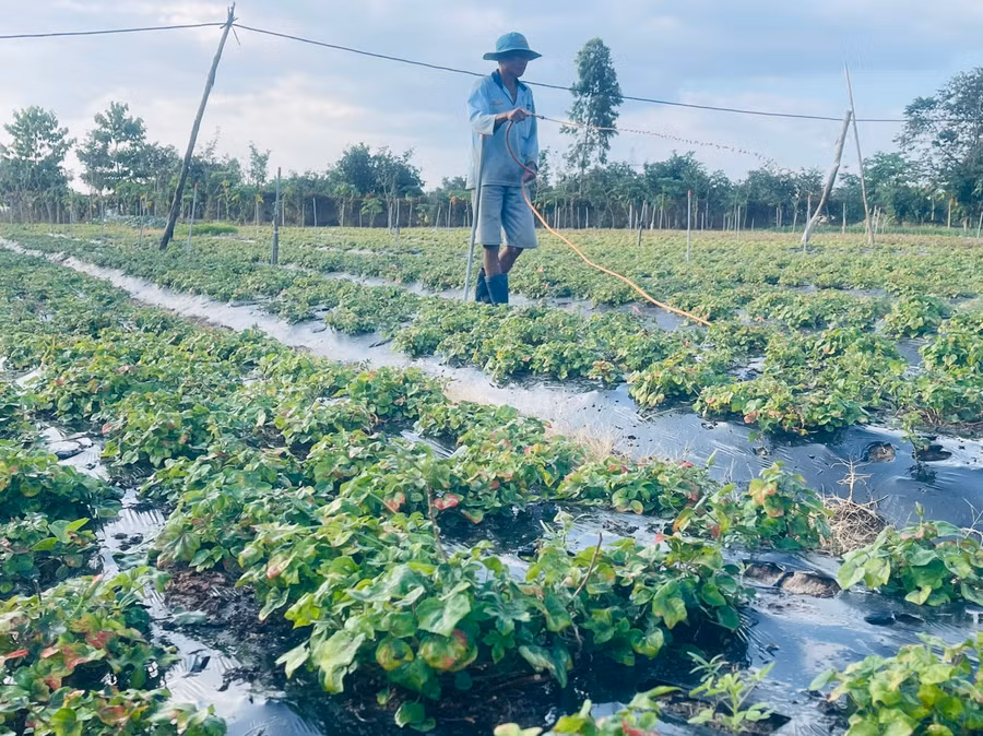 Cây sâm Bố Chính được đánh giá phù hợp với khí hậu, thổ nhưỡng huyện Krông Pa nên sinh trưởng, phát triển tốt. Ảnh: Vũ Chi
