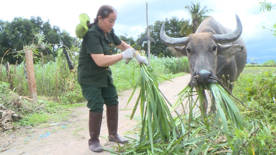 Cựu thanh niên xung phong Nguyễn Thị Vượng (thôn Điểm 9, xã Ia Hiao) chăm sóc đàn vật nuôi của gia đình. Ảnh: Bảo Anh