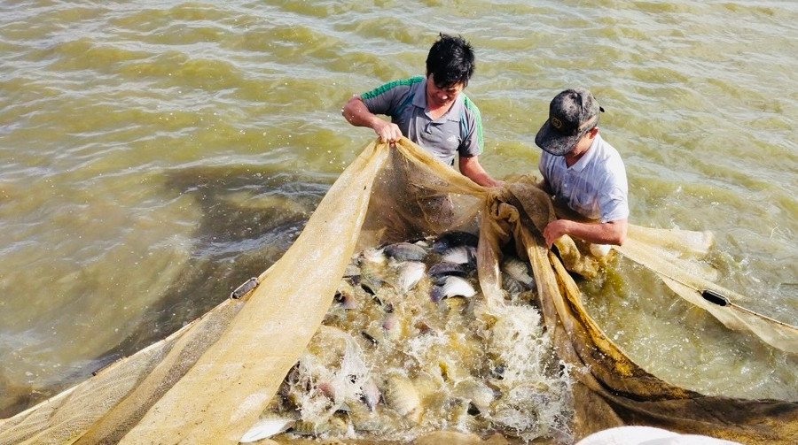 Nhờ áp dụng đúng quy trình kỹ thuật, cá rô phi đơn tính Genomar Na Uy thương phẩm sinh trưởng, phát triển nhanh. Ảnh: Lê Tám Nhờ áp dụng đúng quy trình kỹ thuật, cá rô phi đơn tính Genomar Na Uy thương phẩm sinh trưởng, phát triển nhanh. Ảnh: Lê Tám