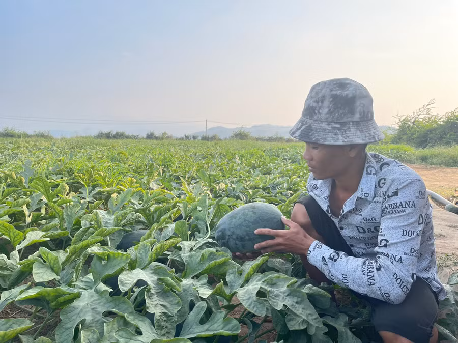 Diện tích dưa của anh Nguyễn Đức Nhận (huyện An Nhơn, tỉnh Bình Định) trên cánh đồng xã Ia Sao, thị xã Ayun Pa dự kiến sẽ thu hoạch vào ngày mùng 3 Tết. Ảnh: Vũ Chi