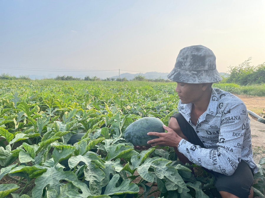 Diện tích dưa của anh Nguyễn Đức Nhận (huyện An Nhơn, tỉnh Bình Định) trên cánh đồng xã Ia Sao, thị xã Ayun Pa dự kiến sẽ thu hoạch vào ngày mùng 3 Tết. Ảnh: Vũ Chi