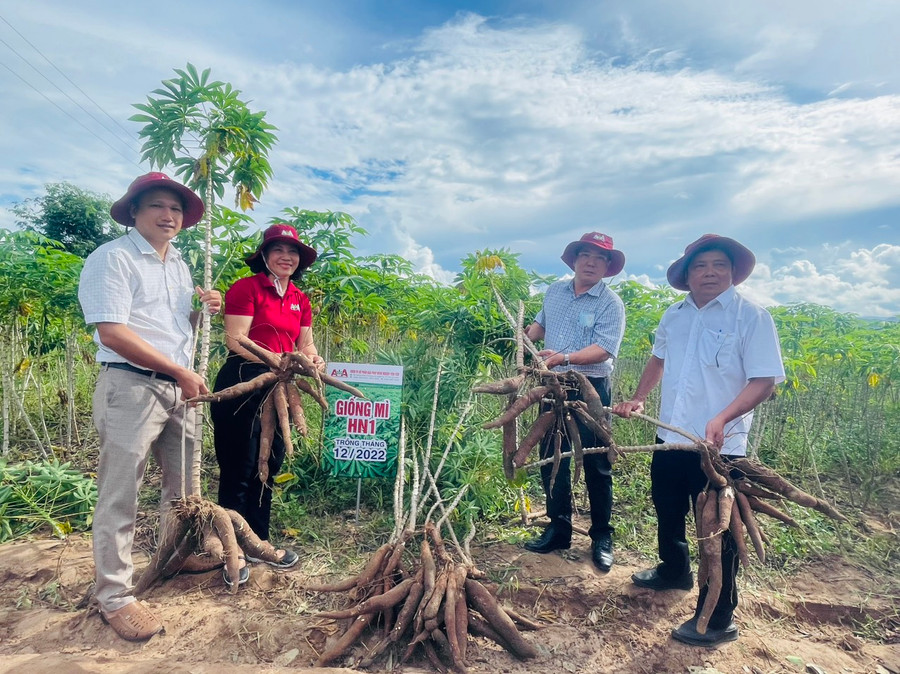 Giống mì HN1 chống bệnh khảm lá, năng suất 1 ha ước đạt 35-40 tấn. Ảnh: Vũ Chi Giống mì HN1 chống bệnh khảm lá, năng suất 1 ha ước đạt 35-40 tấn. Ảnh: Vũ Chi