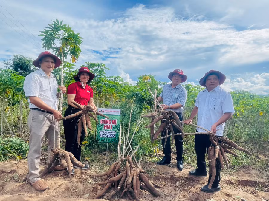 Giống mì HN1 chống bệnh khảm lá, năng suất 1 ha ước đạt 35-40 tấn. Ảnh: Vũ Chi