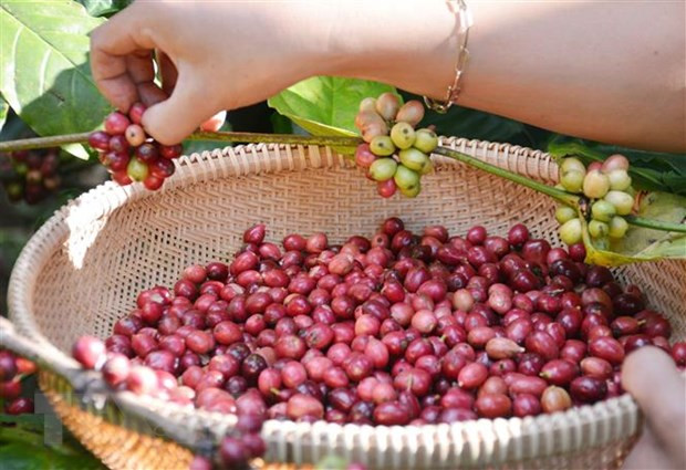 Thu hoạch cà phê ở Đắk Lắk. Ảnh: Hoài Thu/TTXVN