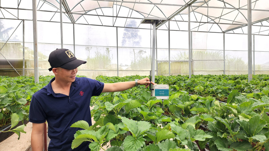 Anh Trần Đức Nam kiểm tra thiết bị cảm ứng trong vườn dâu. Ảnh: Lâm Viên Anh Trần Đức Nam kiểm tra thiết bị cảm ứng trong vườn dâu. Ảnh: Lâm Viên