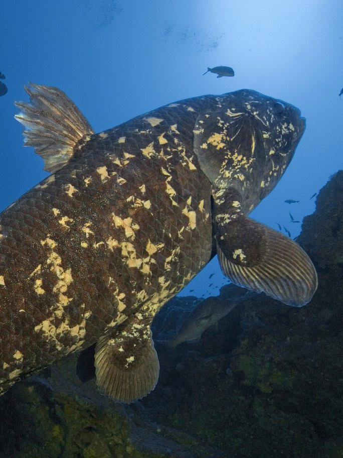 Cá Coelacanth. Ảnh: Laurent Ballesta