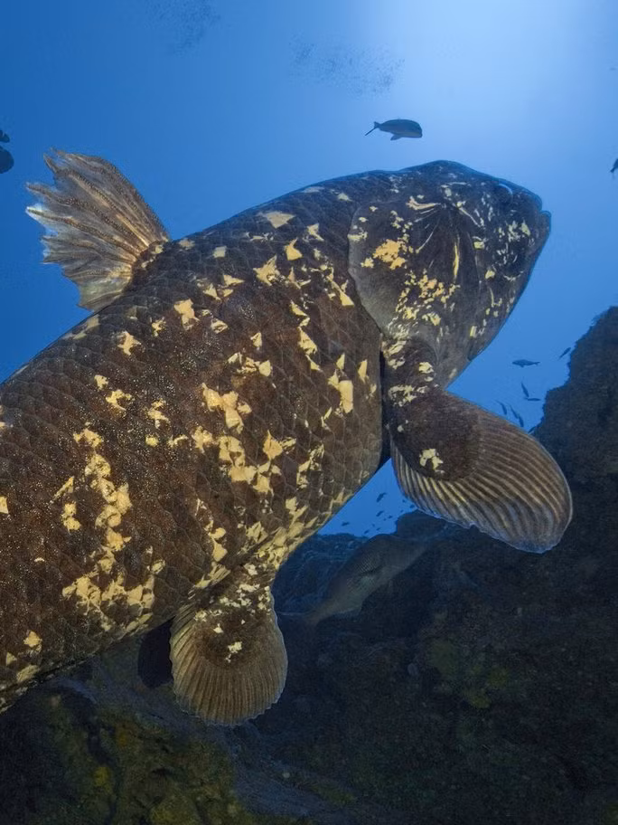 Cá Coelacanth. Ảnh: Laurent Ballesta