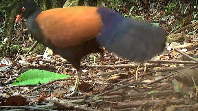 Bồ câu gà lôi gáy đen xuất hiện trong 1 đoạn video vào năm 2022. Ảnh: YouTube Bồ câu gà lôi gáy đen xuất hiện trong 1 đoạn video vào năm 2022. Ảnh: YouTube