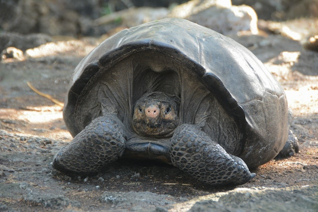 Rùa khổng lồ Fernandina. Ảnh: GALAPAGOS NATIONAL PARK DIRECTORATE Rùa khổng lồ Fernandina. Ảnh: GALAPAGOS NATIONAL PARK DIRECTORATE