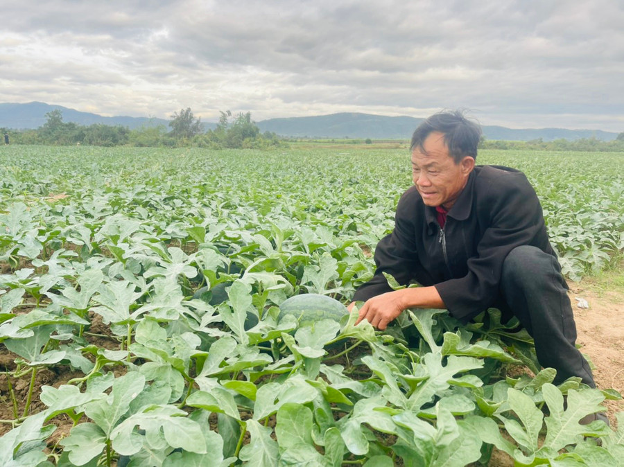 Ông Lê Công Danh (huyện Tây Sơn, tỉnh Bình Định) kỳ vọng sau Tết giá dưa hấu sẽ nhích lên để người trồng dưa có lời chút đỉnh. Ảnh: Vũ Chi Ông Lê Công Danh (huyện Tây Sơn, tỉnh Bình Định) kỳ vọng sau Tết giá dưa hấu sẽ nhích lên để người trồng dưa có lời chút đỉnh. Ảnh: Vũ Chi