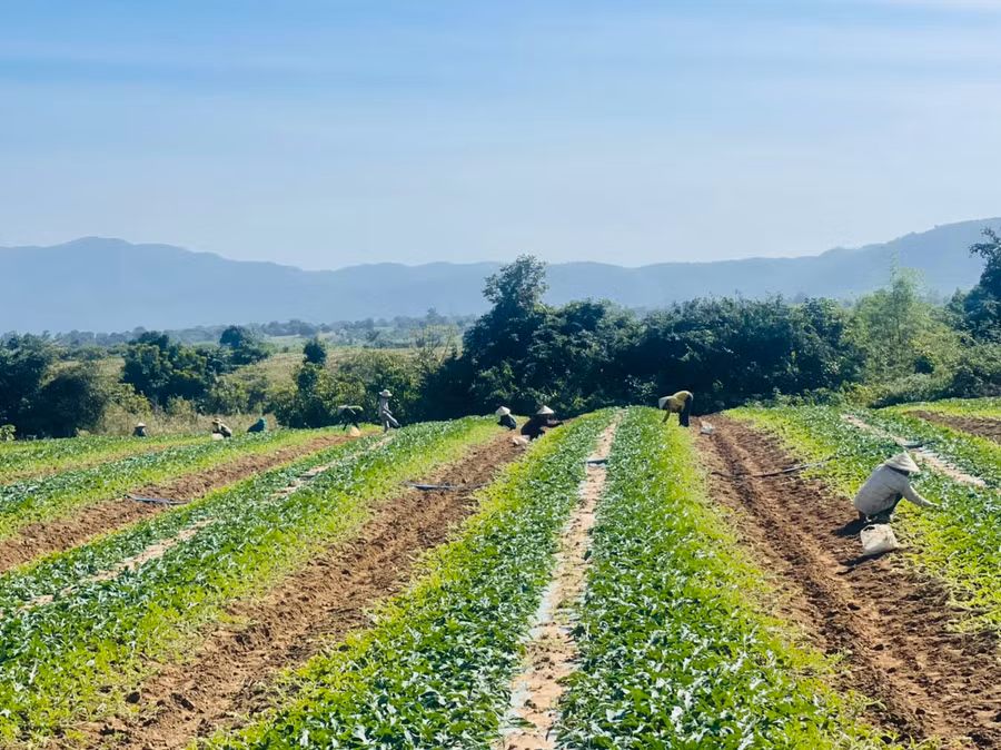 Tết đến nhưng nhiều người trồng dưa hấu tại huyện Krông Pa vẫn tất bật trên cánh đồng đang thời kỳ ghim dây, chọn quả. Ảnh: Vũ Chi