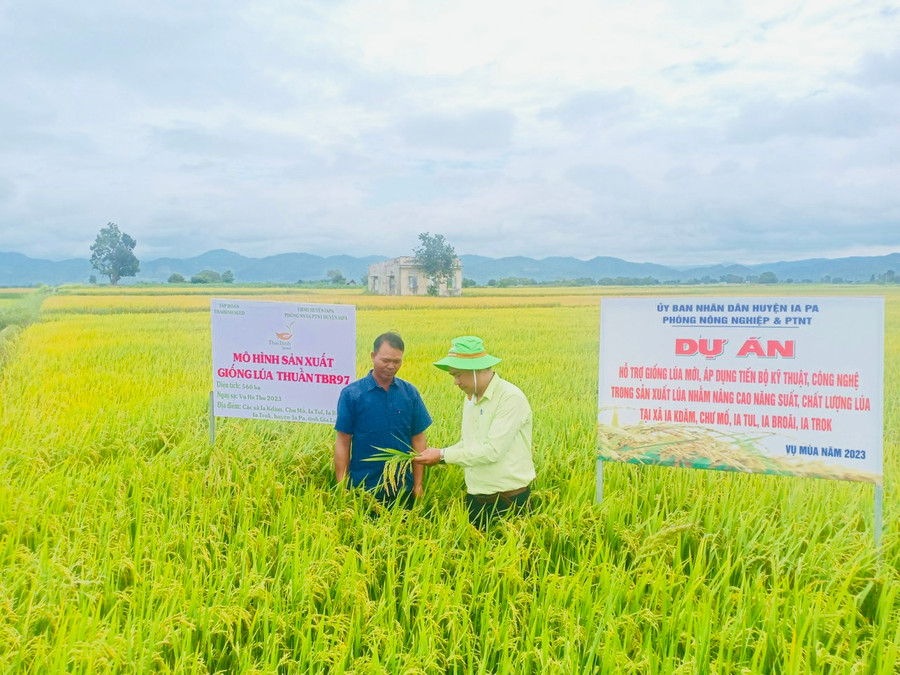 Sau hơn 3 tháng triển khai giống lúa TBR97 được đánh giá chịu sâu bệnh tốt, mỗi ha cho năng suất khoảng 75 tạ. Ảnh: Vũ Chi