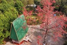 Pơ lang thắm đỏ dọc miền biên giới 